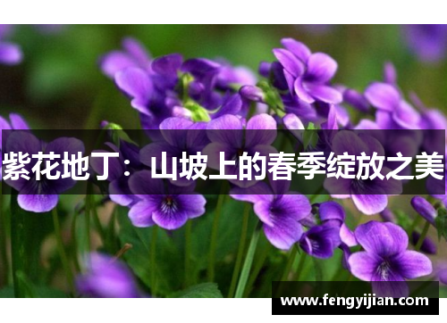 紫花地丁:山坡上的春季绽放之美 紫花地丁:山坡上的春季绽放之美