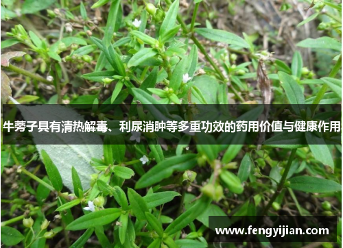 牛蒡子具有清热解毒、利尿消肿等多重功效的药用价值与健康作用 牛蒡子具有清热解毒、利尿消肿等多重功效的药用价值与健康作用