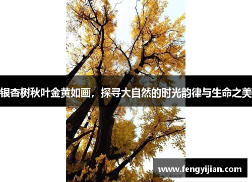 银杏树秋叶金黄如画，探寻大自然的时光韵律与生命之美